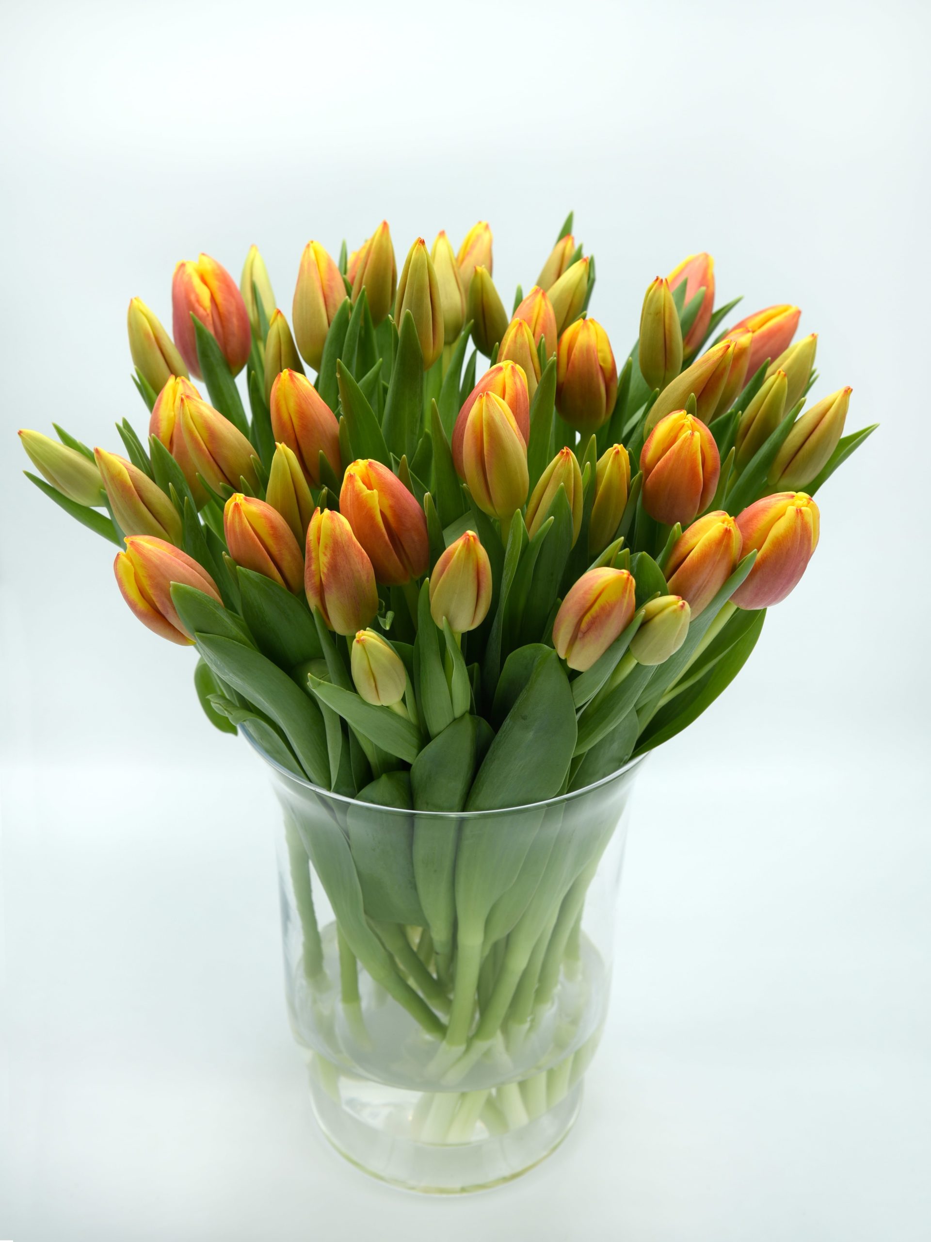 pistool Wijzer Wolf in schaapskleren Oranje-Gele Tulpen - Tulpen voor Toppers online tulpen kopen