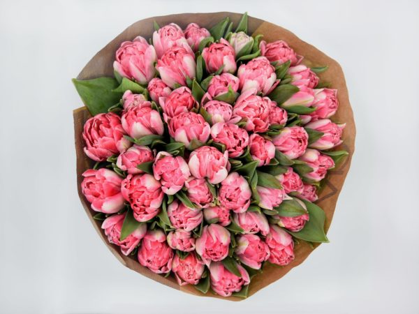 Roze Foxtrot Tulpen